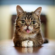 BUB logo