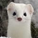 ERMINE logo