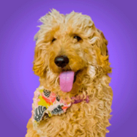 GRACIE logo