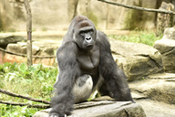 HARAMBE logo