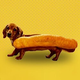 HOTDOGE logo