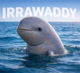 IRRAWADDY logo
