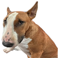 NOSEBUD logo