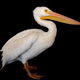 PELICAN logo