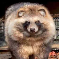 RACCOONDOG logo