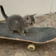 SKATECAT logo